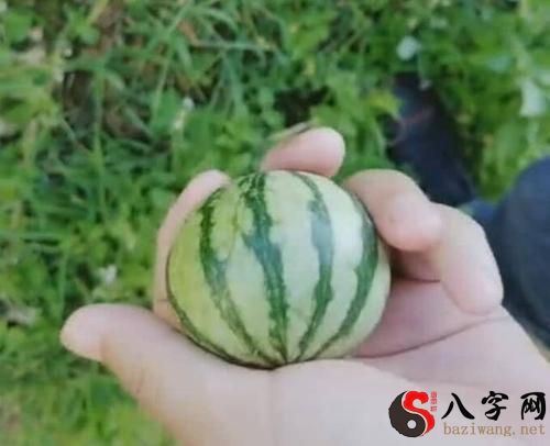 梦见地里长满西瓜
