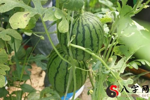 梦见在地里摘西瓜
