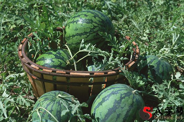 梦见别人送西瓜